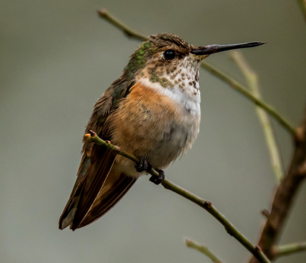 Rufous Hummingbird - Patsy Russo