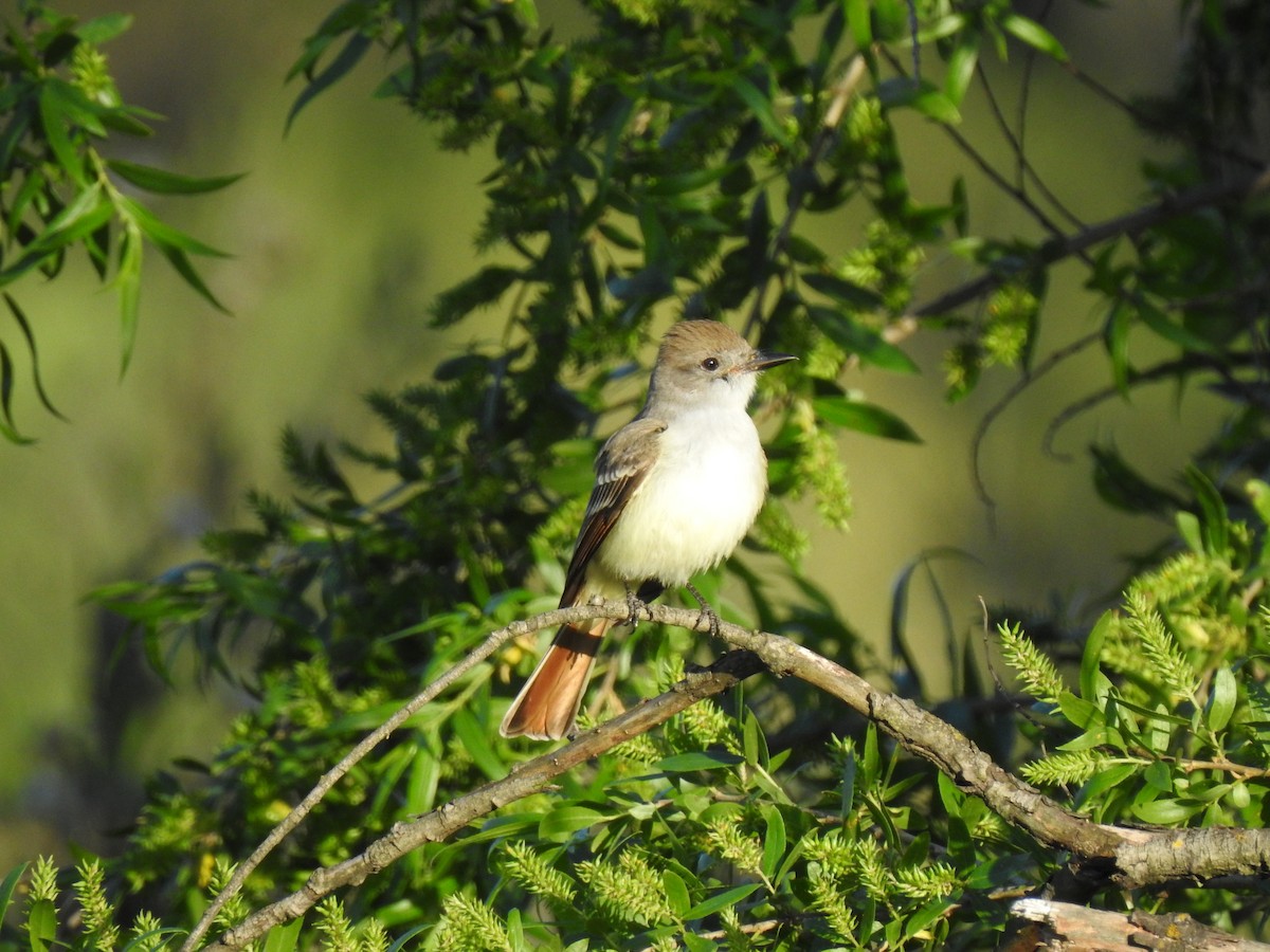 Ash-throated Flycatcher - Dorian Charnis