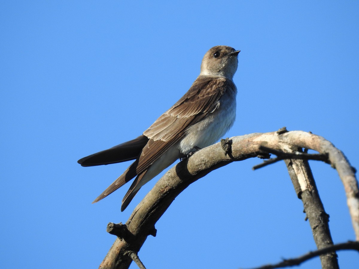 Northern Rough-winged Swallow - ML226973021