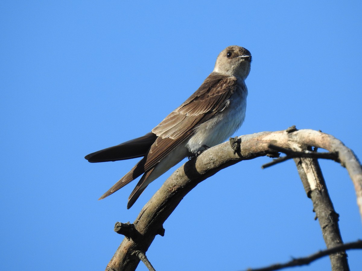 Northern Rough-winged Swallow - ML226973041