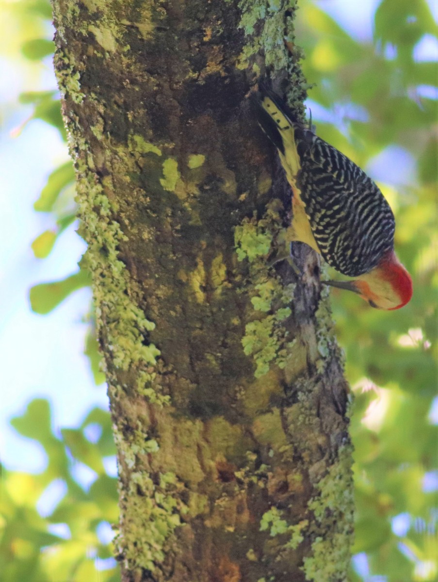 Red-bellied Woodpecker - Mitch Foret
