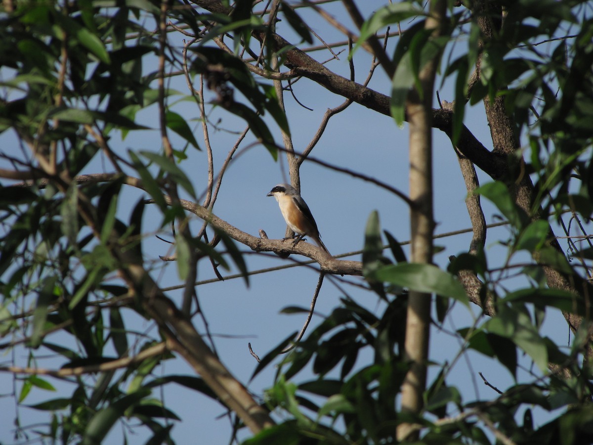 Long-tailed Shrike - Ramit Singal