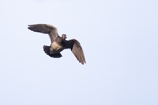 Wood Duck, ML226978681