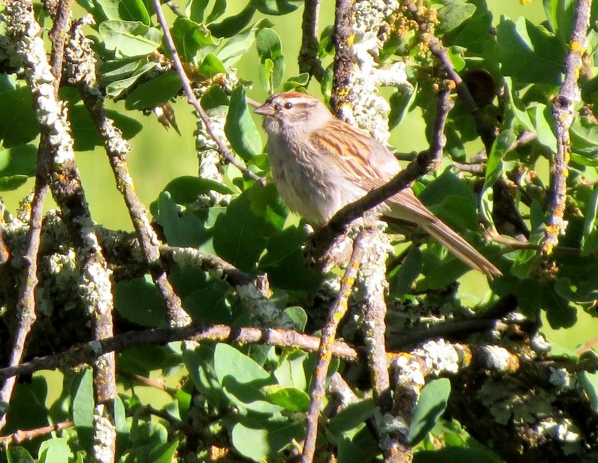 Chipping Sparrow - ML226980581