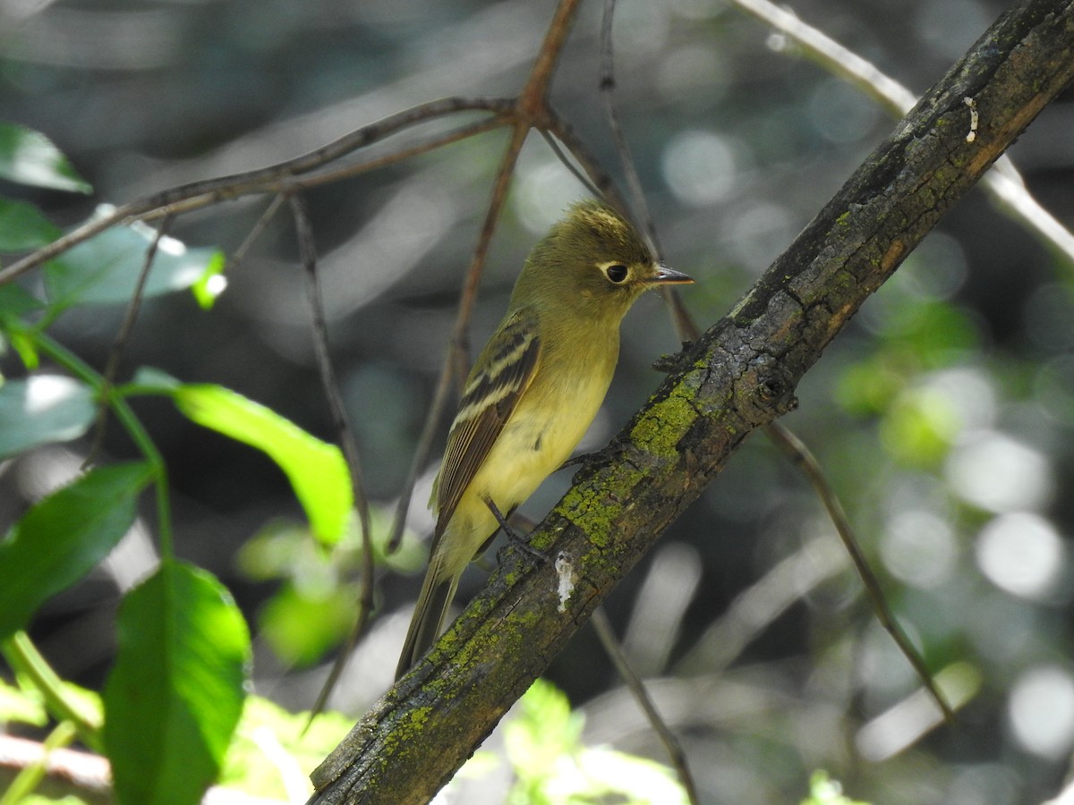 Western Flycatcher (Pacific-slope) - Dorian Charnis