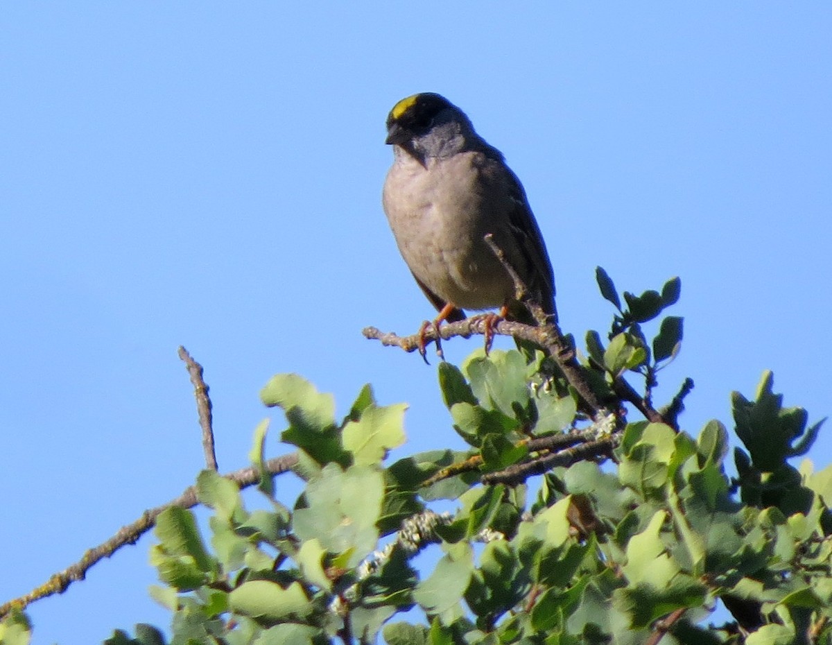 Golden-crowned Sparrow - ML226981061
