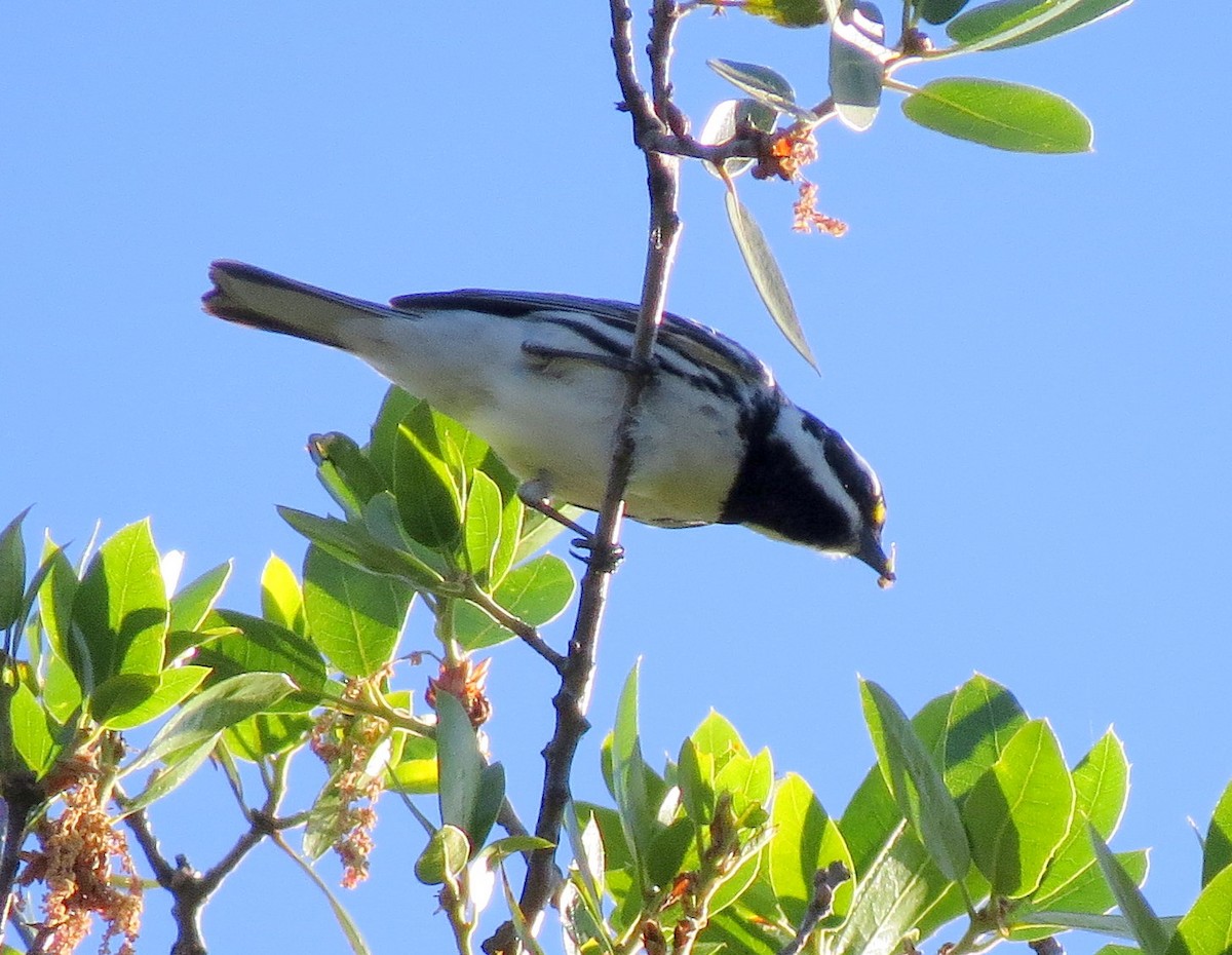 Black-throated Gray Warbler - ML226981261