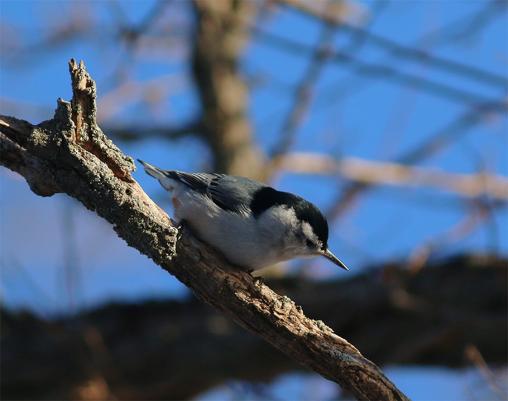 White-breasted Nuthatch - Mike Fahay