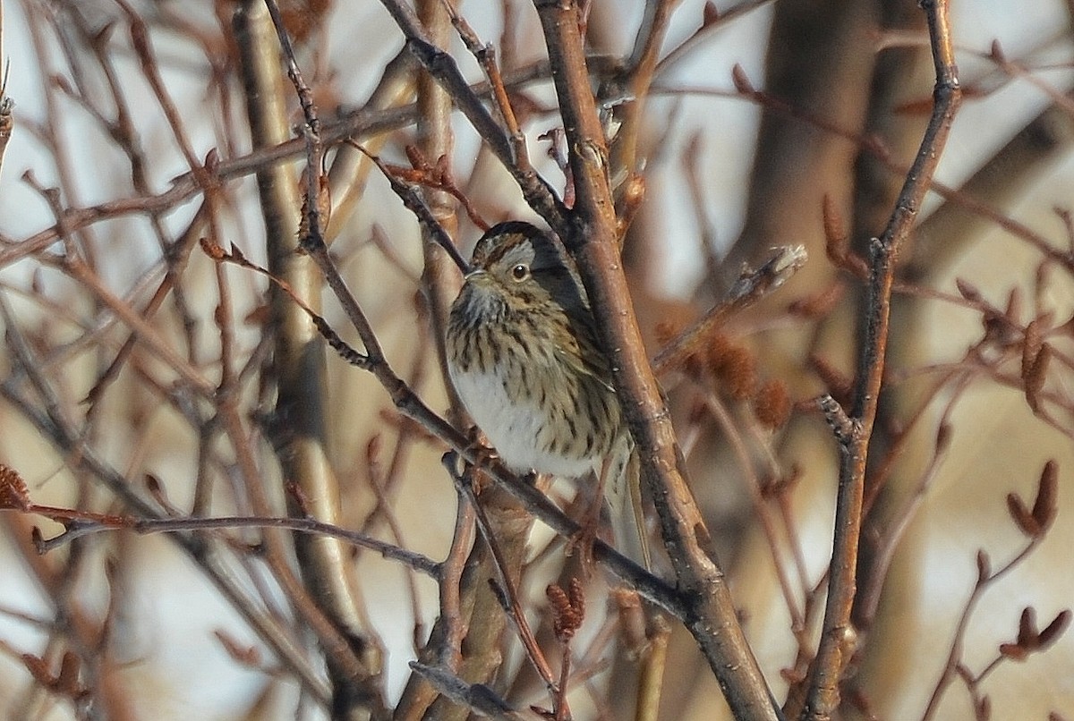 Lincoln's Sparrow - Ron Furnish