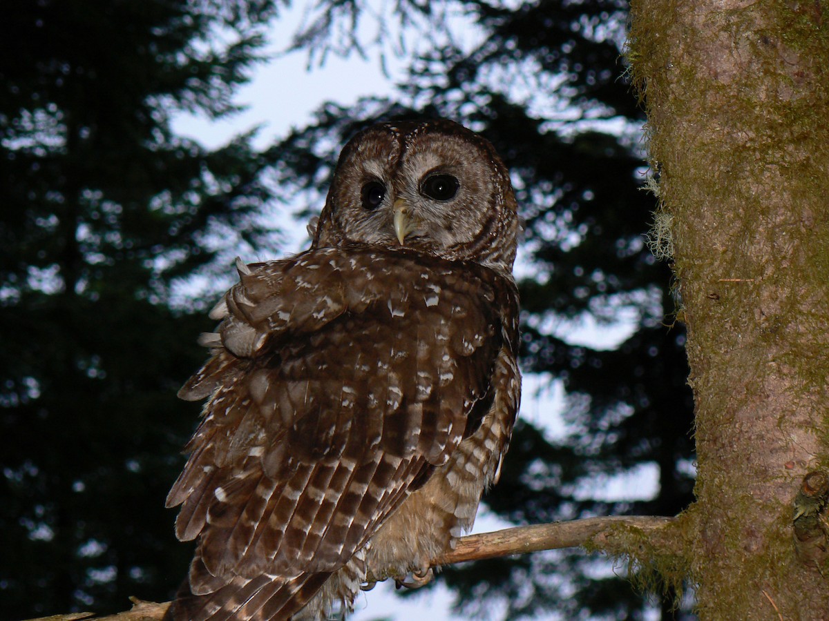 Spotted Owl (Northern) - Paul Leonard
