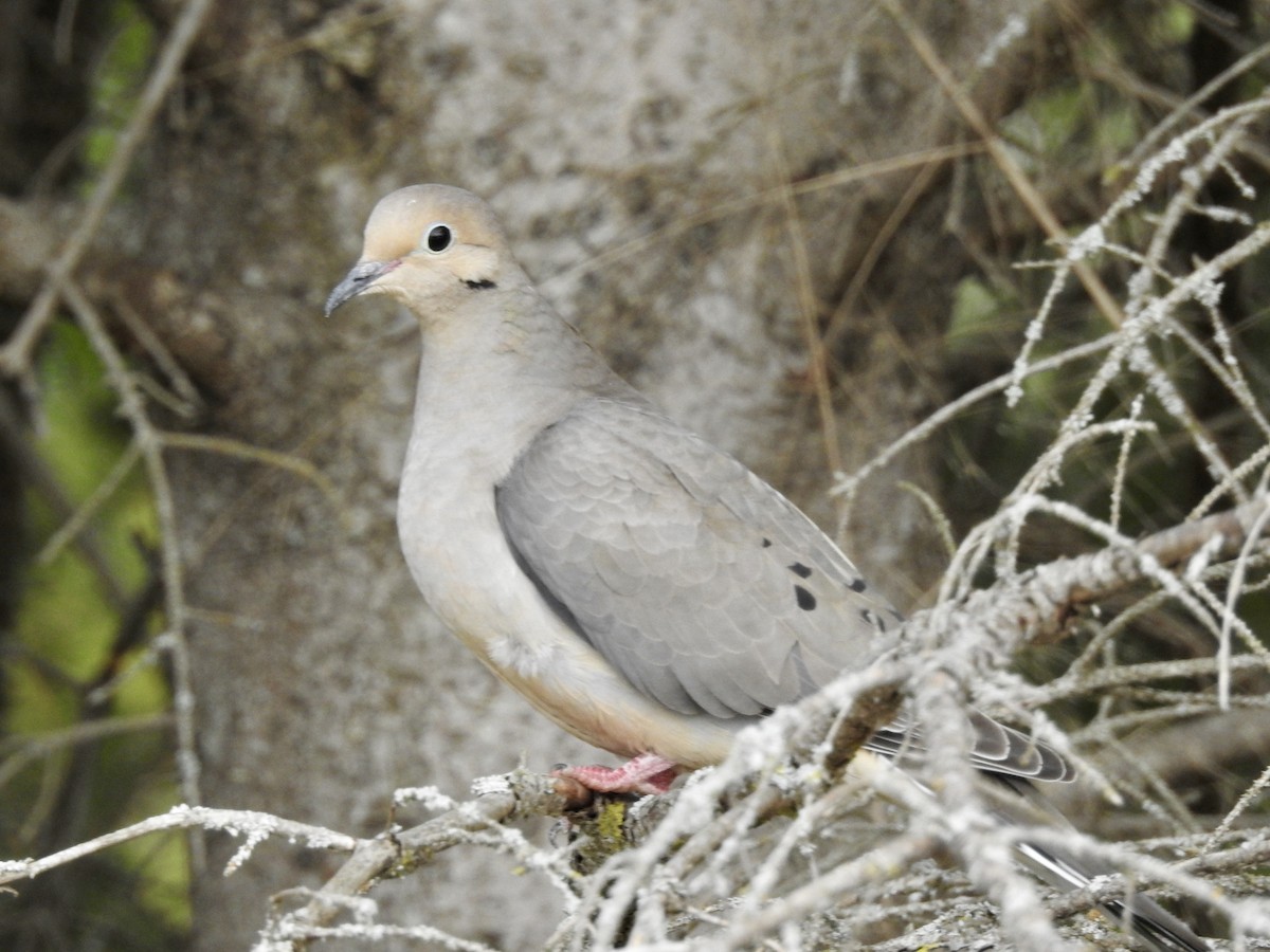 Mourning Dove - Cindy Burley