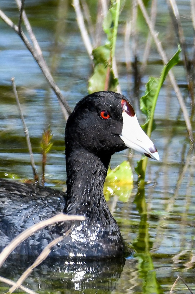American Coot - Mary Ganaway