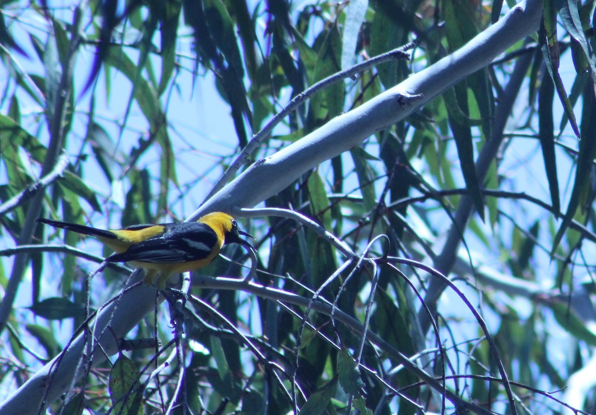 Hooded Oriole (nelsoni Group) - ML226995881