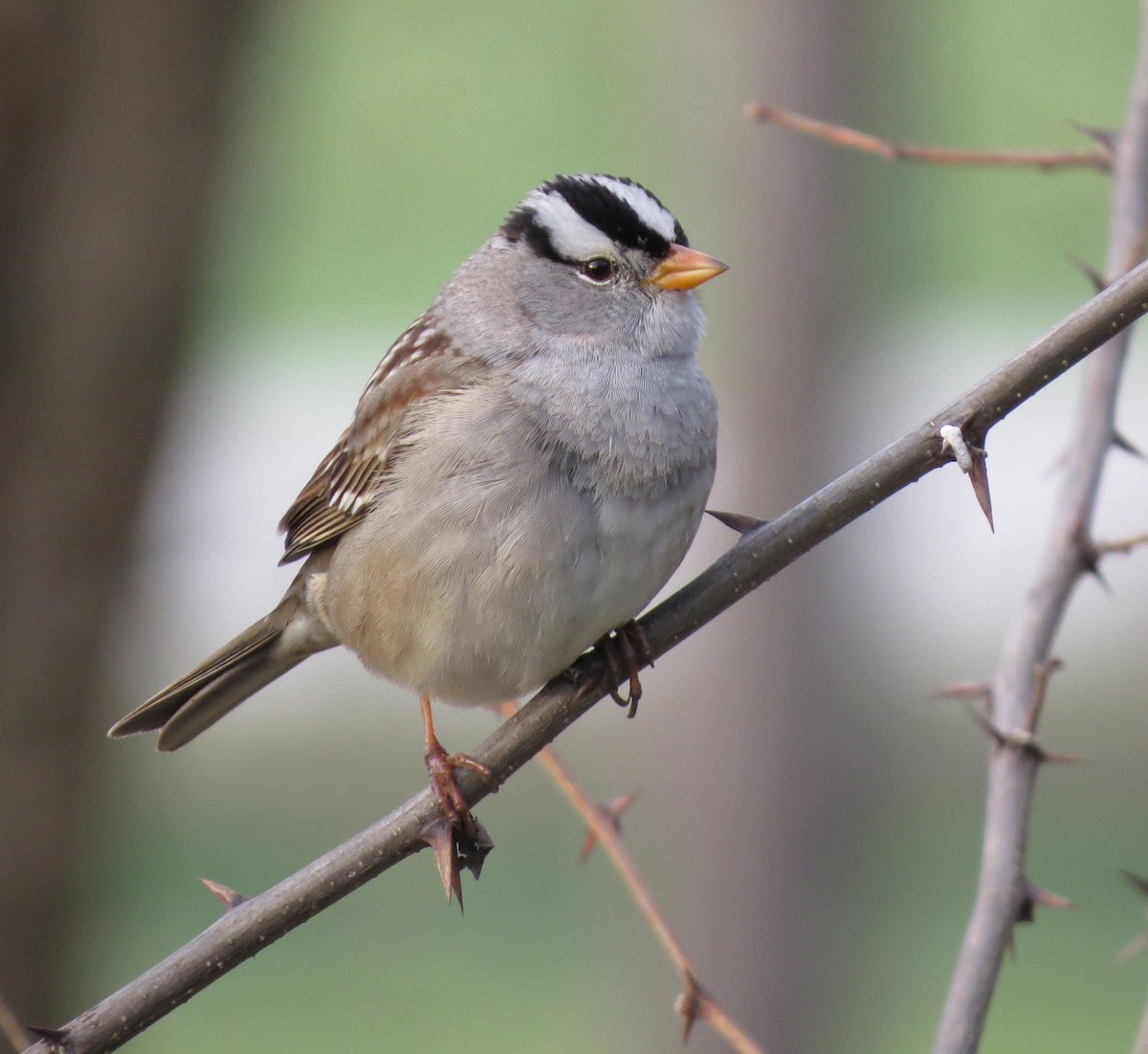 White-crowned Sparrow - ML226998781