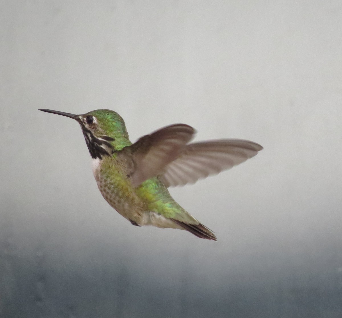 Calliope Hummingbird - Alison  Hlatky
