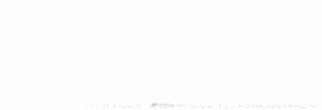 puštík vousatý (ssp. nebulosa) - ML227000