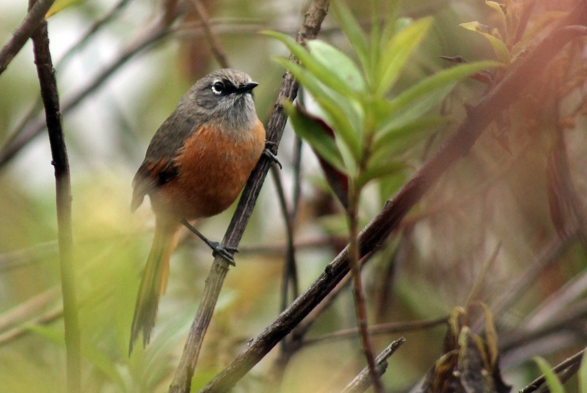 Russet-bellied Spinetail - ML227007321