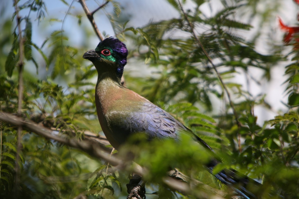 Purple-crested Turaco - Bruce Robinson