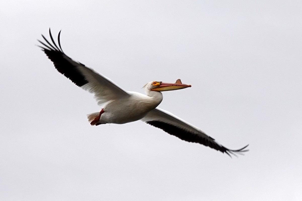 American White Pelican - Dondi Black