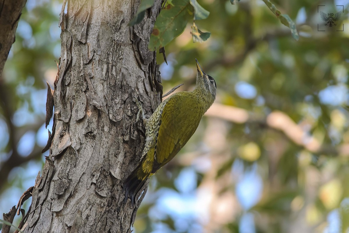 Streak-throated Woodpecker - Hemant Dhadnekar