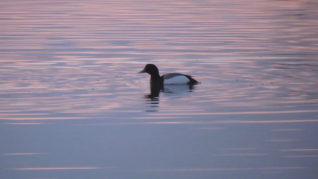 Greater Scaup - ML227012161