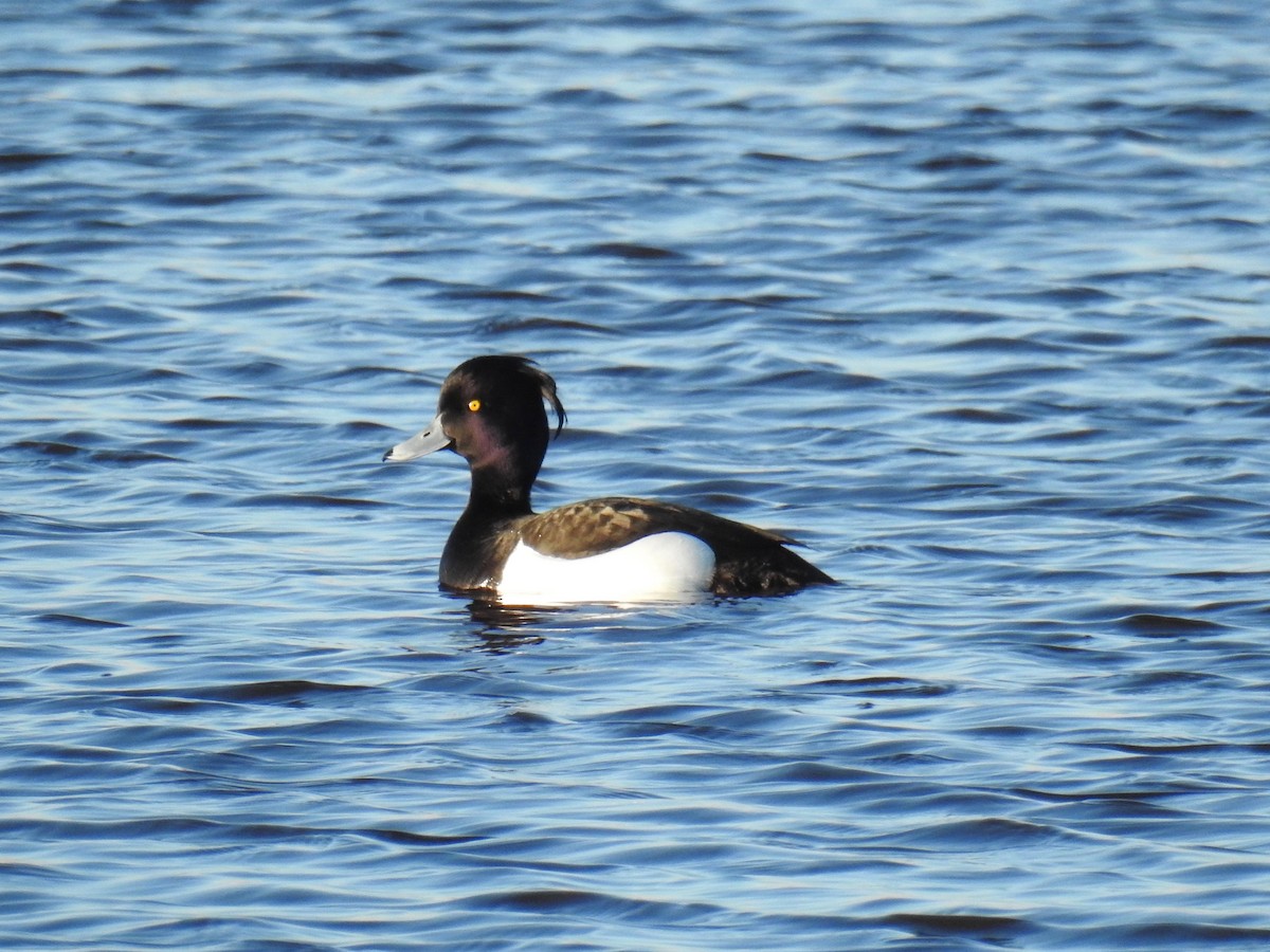 Tufted Duck - ML227014141