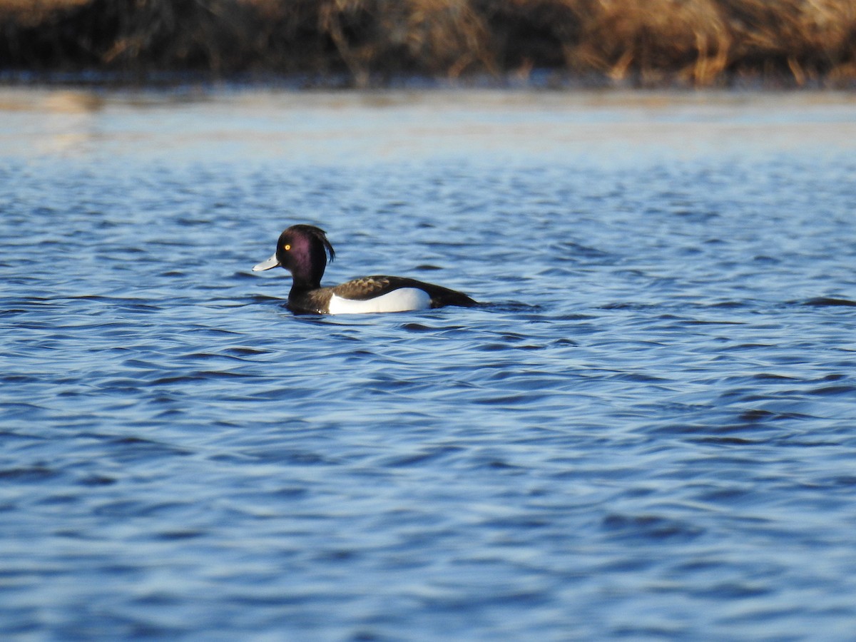 Tufted Duck - ML227014171