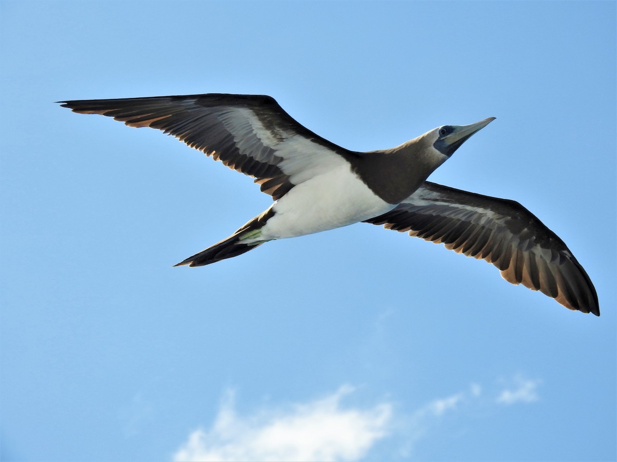 Brown Booby (Colombian) - ML227016041