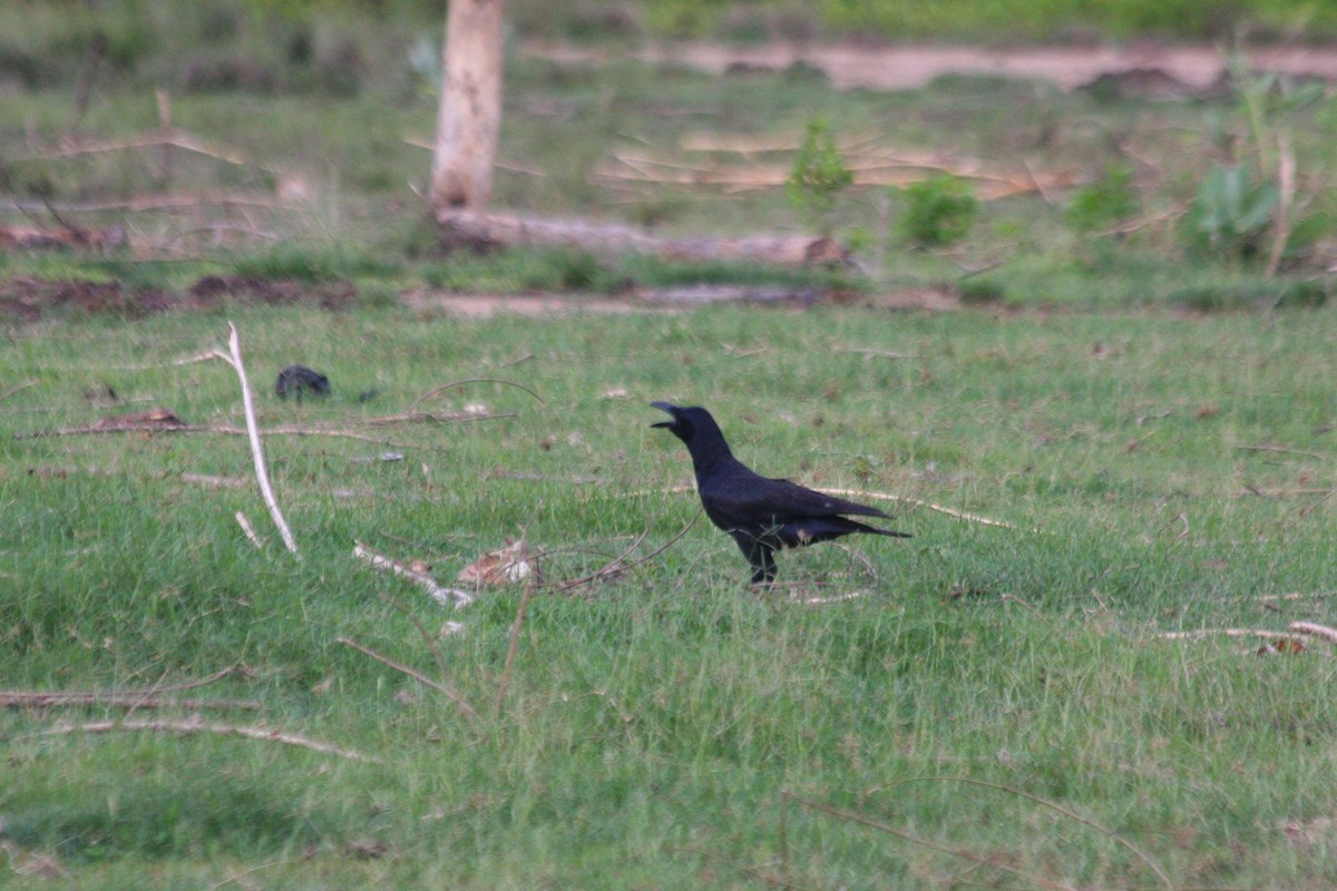 Large-billed Crow (Large-billed) - ML227017551