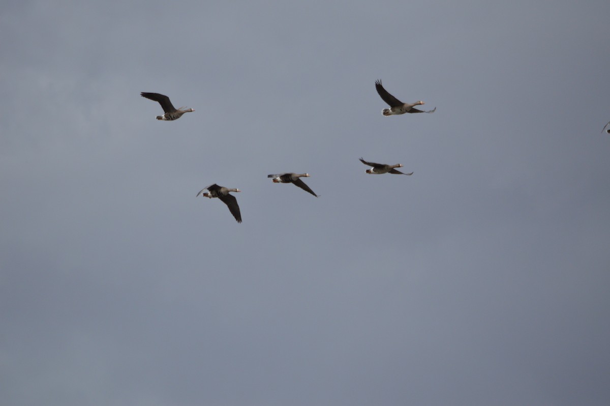 Greater White-fronted Goose - ML227021141