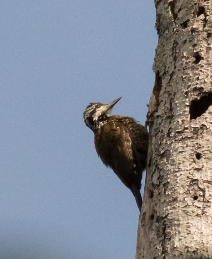Golden-crowned Woodpecker - ML227027701