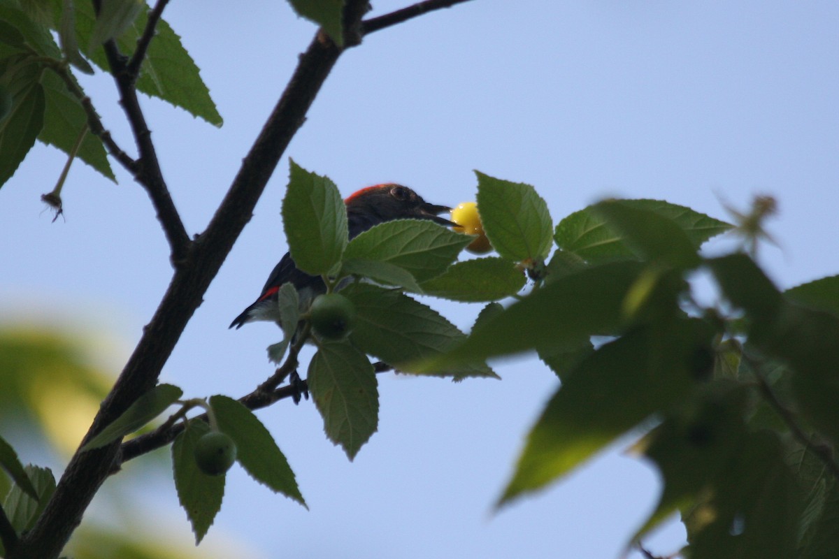 Black-fronted Flowerpecker - ML227029751