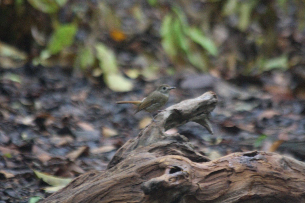 Fulvous-chested Jungle Flycatcher - ML227031481