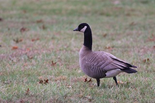 Cackling Goose (Richardson's), ML22703181