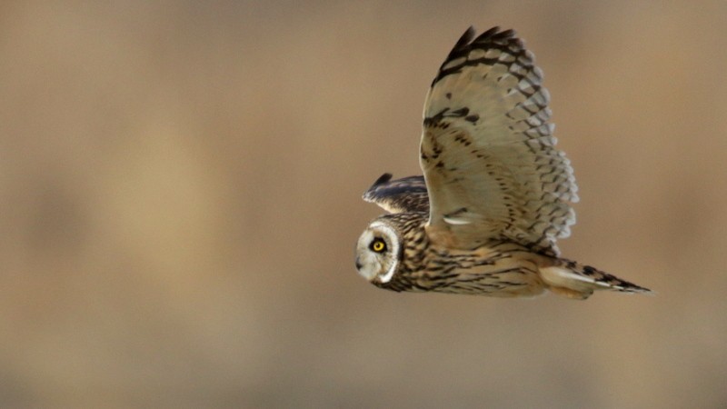 Short-eared Owl - Mark Scheel