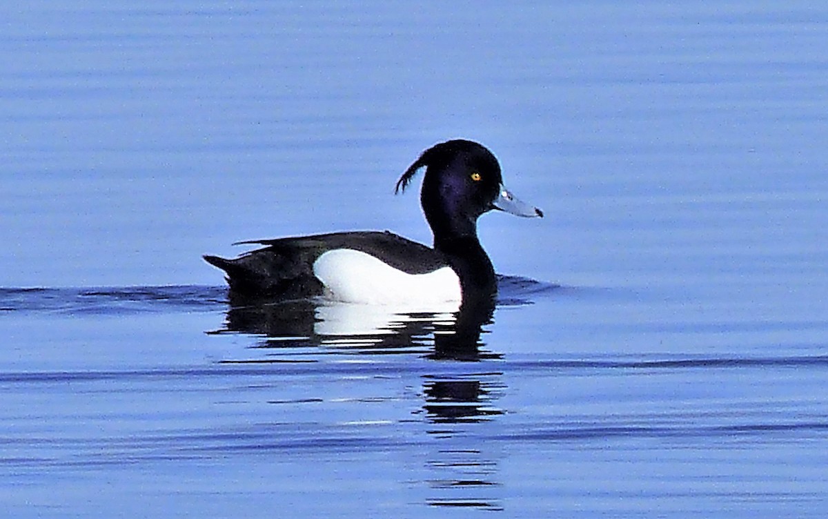 Tufted Duck - ML227034721
