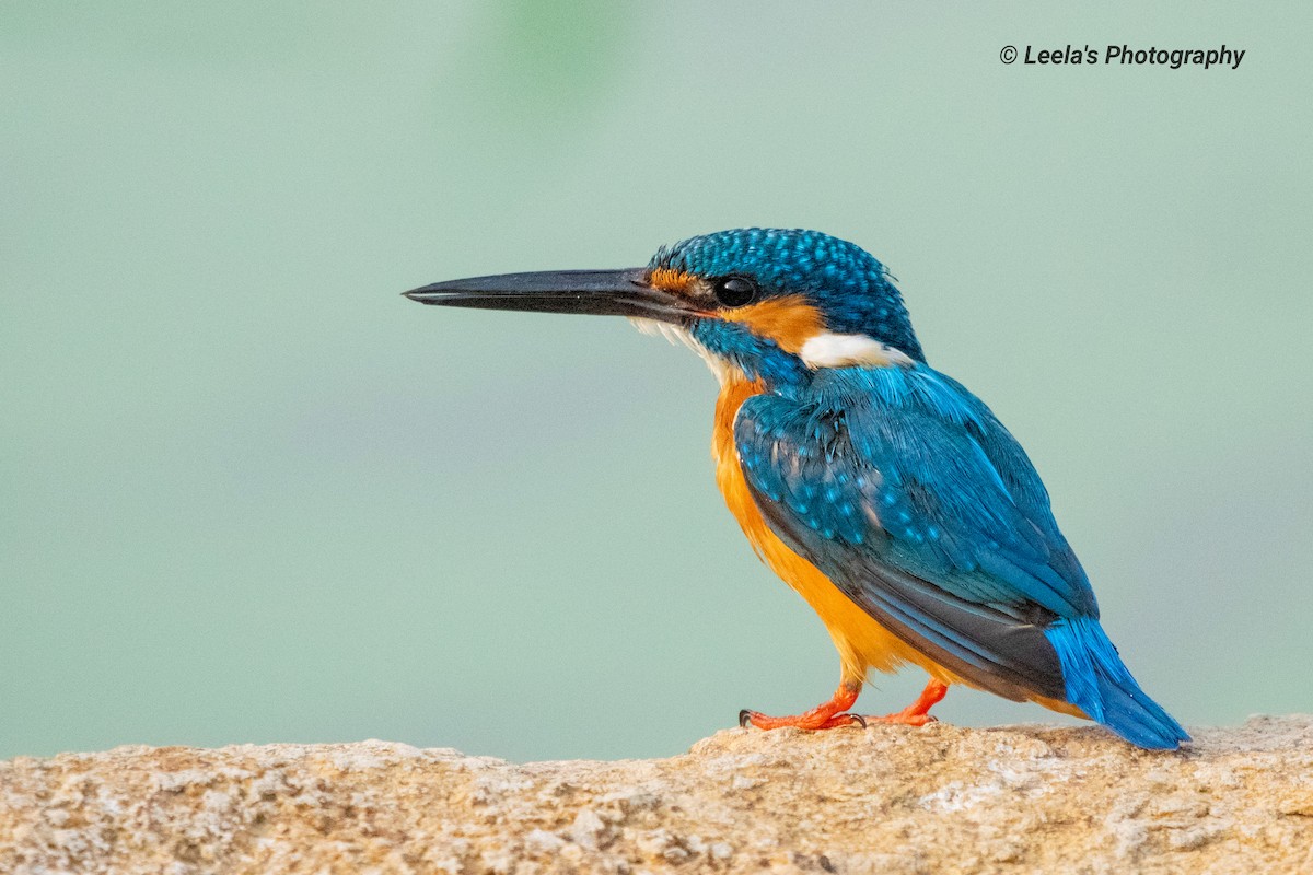 Common Kingfisher - Leela Hemachand Gera