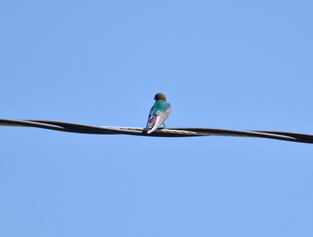 Violet-green Swallow - ML227037271