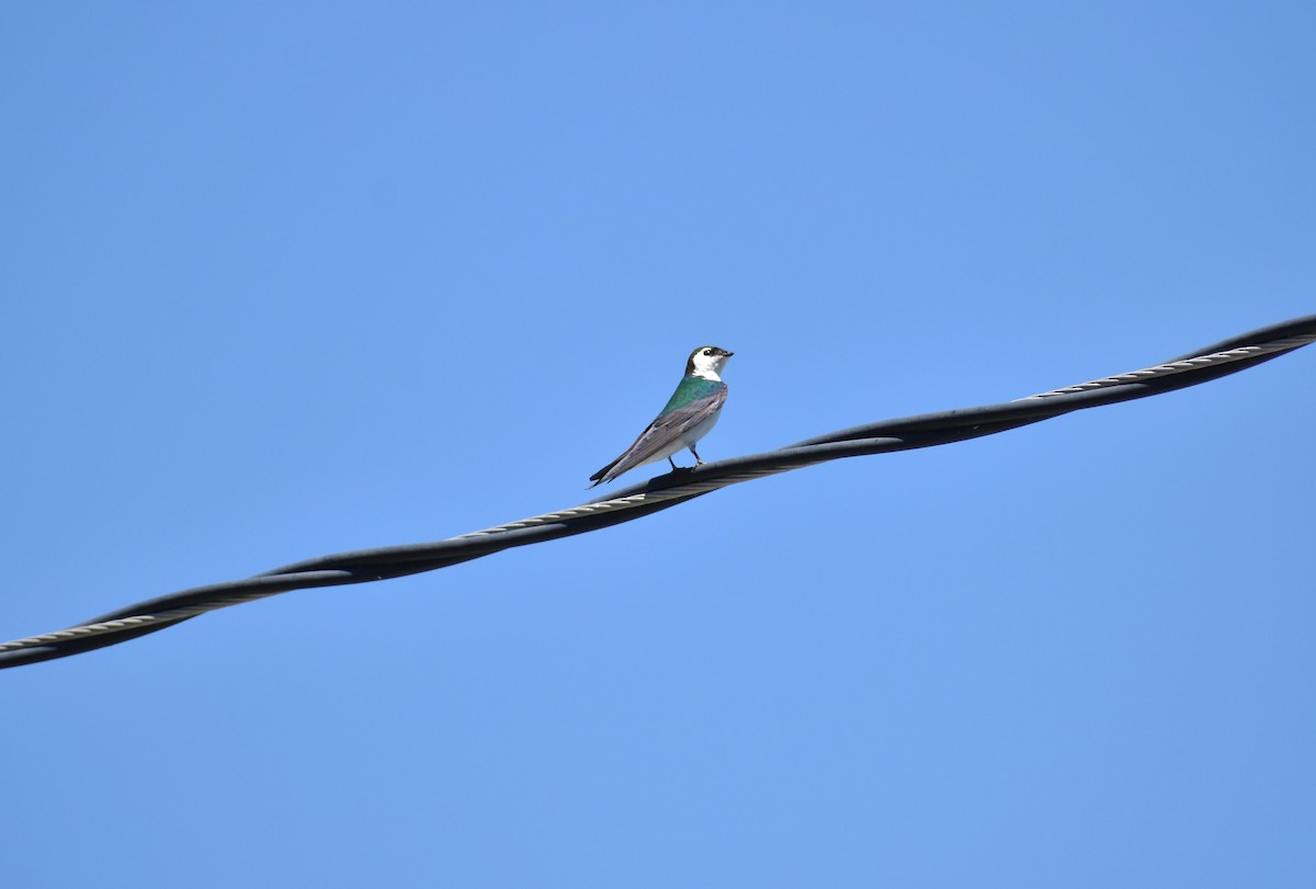 Violet-green Swallow - ML227037281