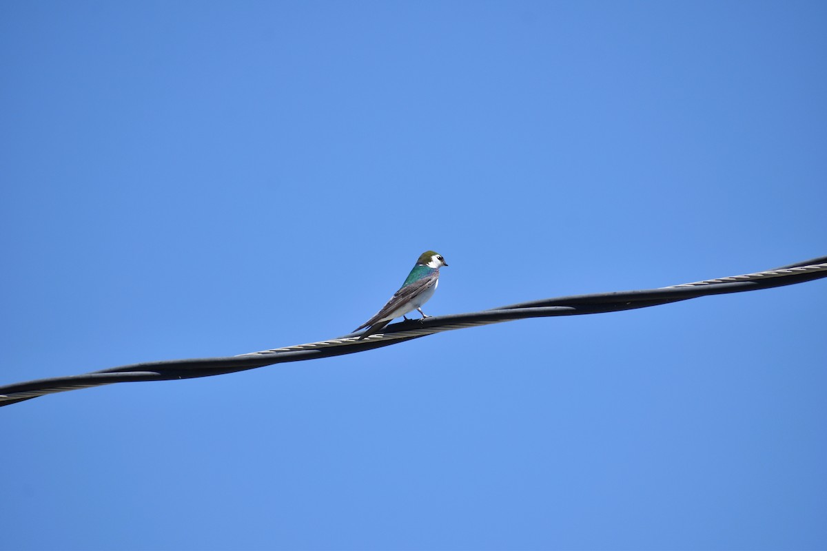 Violet-green Swallow - ML227037291