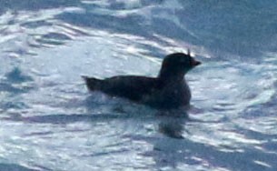 Crested Auklet - ML22703841