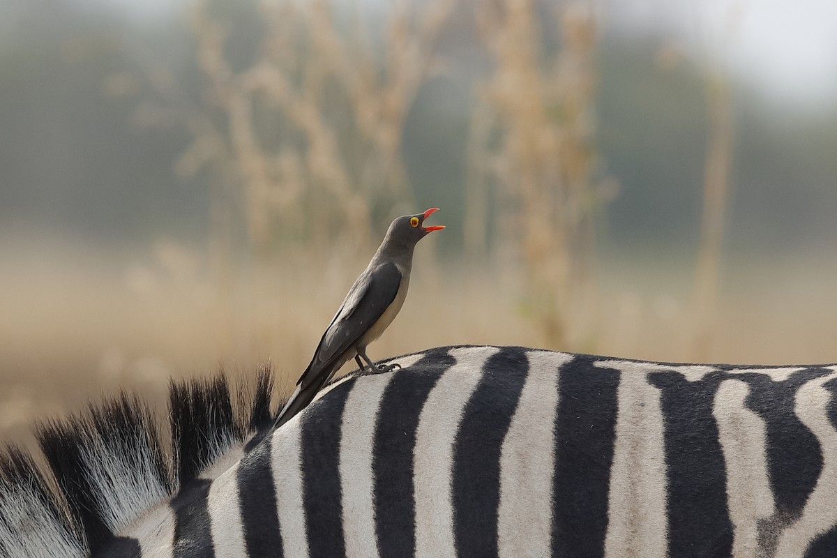 Red-billed Oxpecker - ML227044081