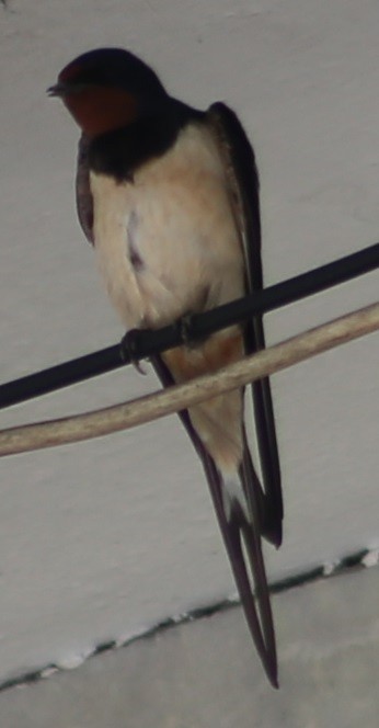 Barn Swallow - Parth Chauhan