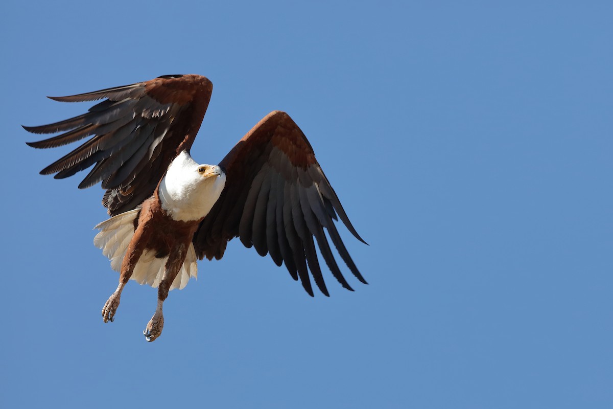 African Fish-Eagle - ML227046351