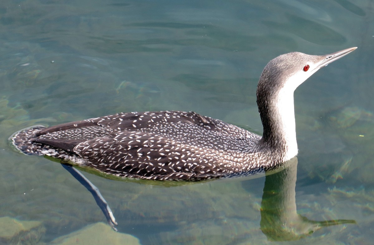 Red-throated Loon - Thomas Wurster