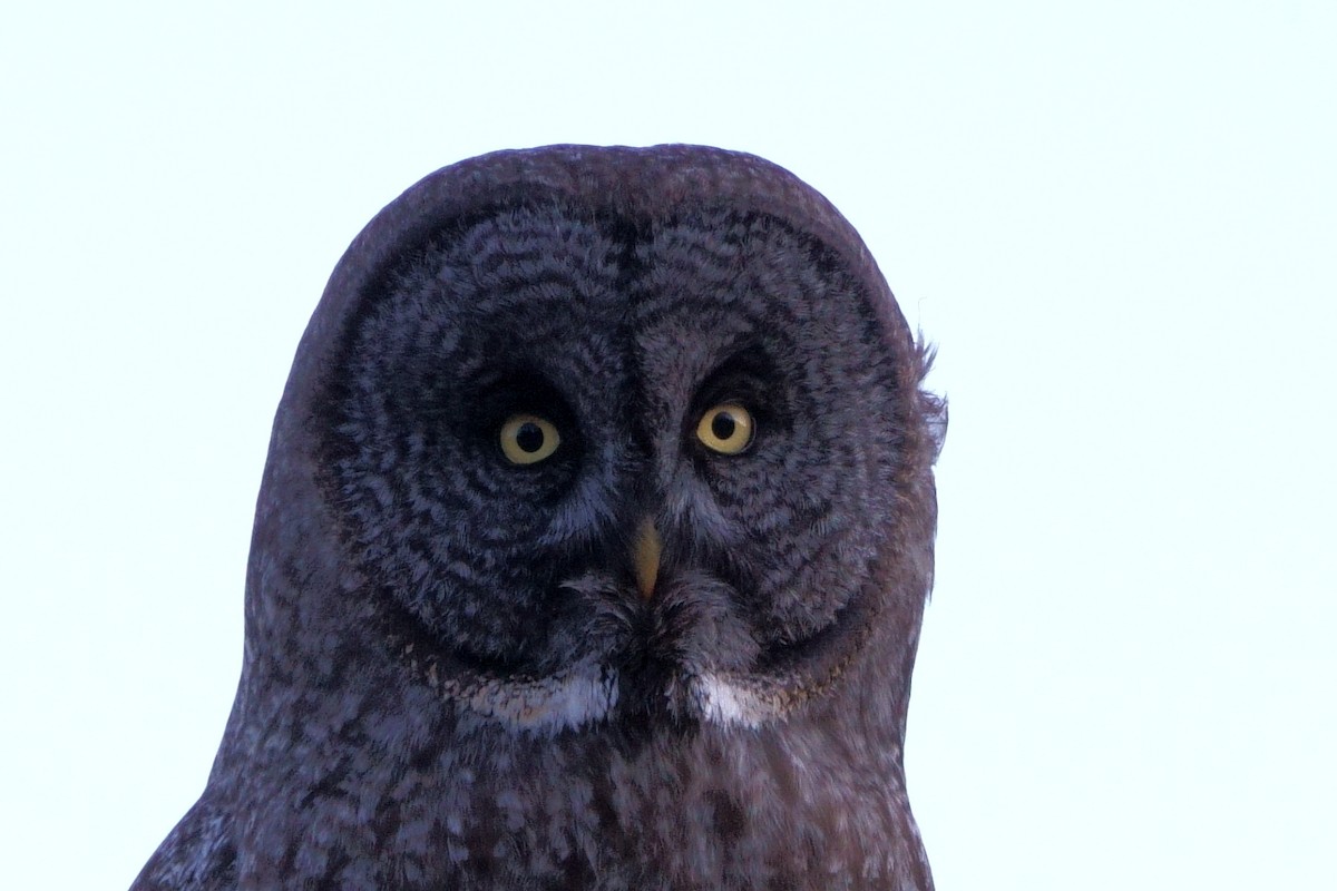 Great Gray Owl - ML227059611