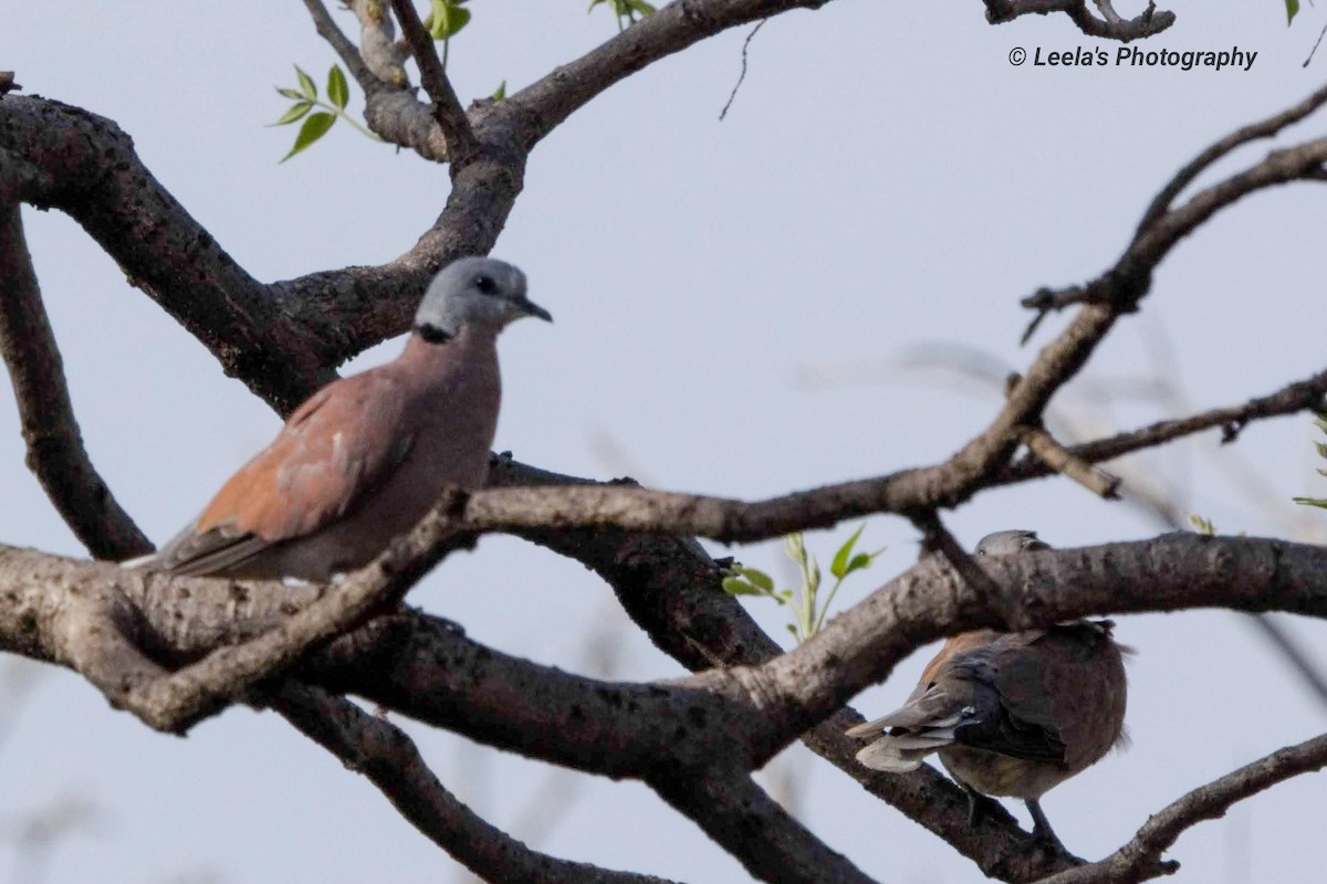 Red Collared-Dove - ML227065651