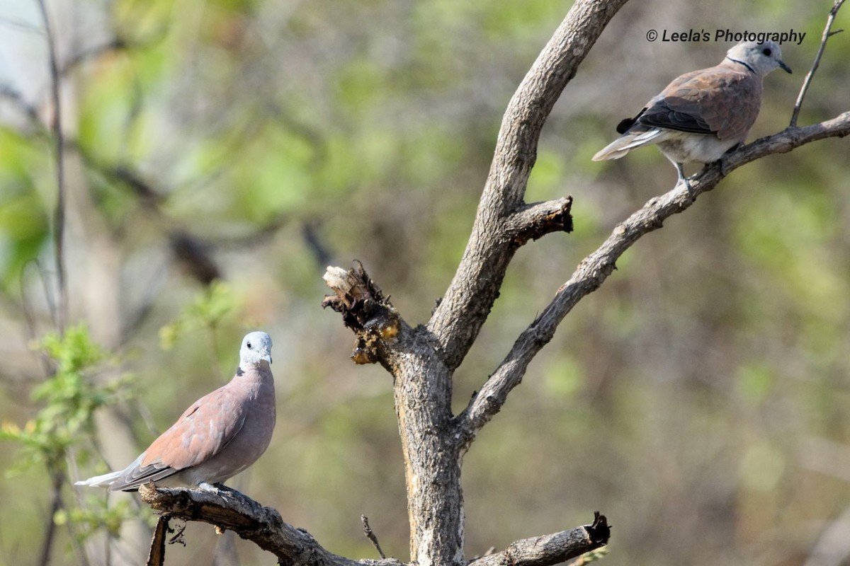Red Collared-Dove - ML227065661