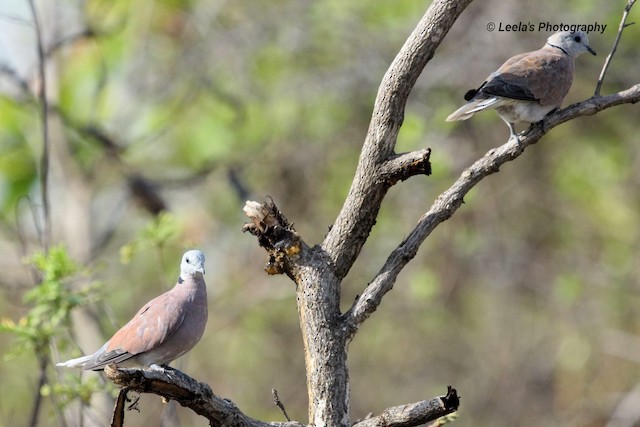 Red Collared-Dove