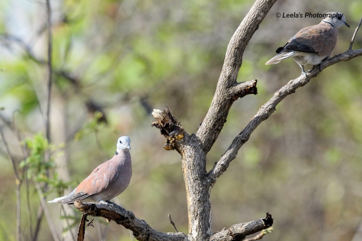 Red Collared-Dove - ML227065681
